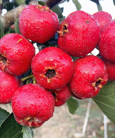 1760101933494671.gif 1760101933494671.gif