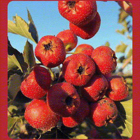 1760102082554442.gif 1760102082554442.gif