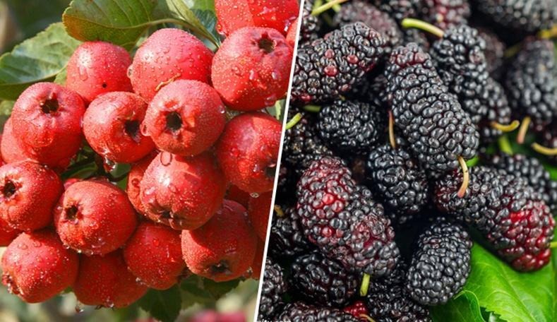 1760582786154277.jpg 1760582786154277.jpg